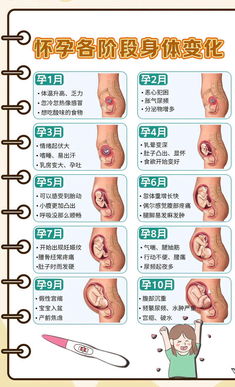 揭秘供卵代孕妈妈怀孕小腹分两节，孕期变化的奥秘临夏代生机构: